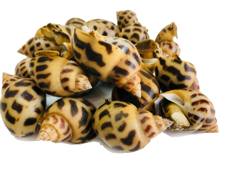 Cung cấp ốc hương cho quán ăn, nhà hàng