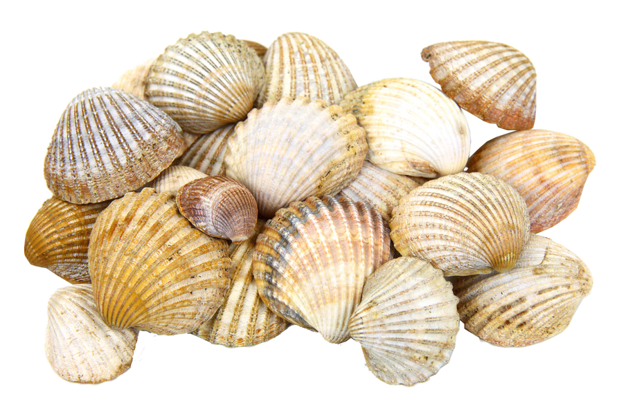 Cung cấp sò dương cho nhà hàng, quán ăn