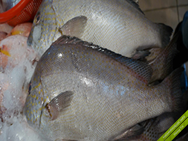 Cá Kẽm Phú Quốc