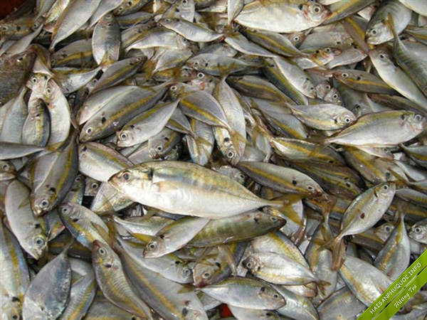 Cá Chỉ vàng tươi biển Phú Quốc