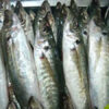 Đặt mua Cá nục tươi từ Phú Quốc