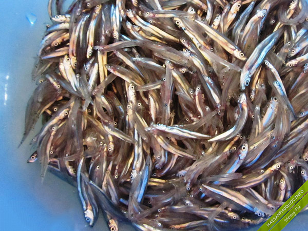 Cá cơm Phú Quốc tươi ngon nguyên con