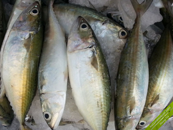Cá Bạc Má Phú Quốc | Món Ngon Gia Đình Từ Nướng, Hấp Đến Chiên, Kho