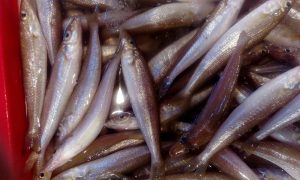Cung cấp hải sản đang dạng các loại từ cá, tôm, cua đến mực, ốc và các loại sò